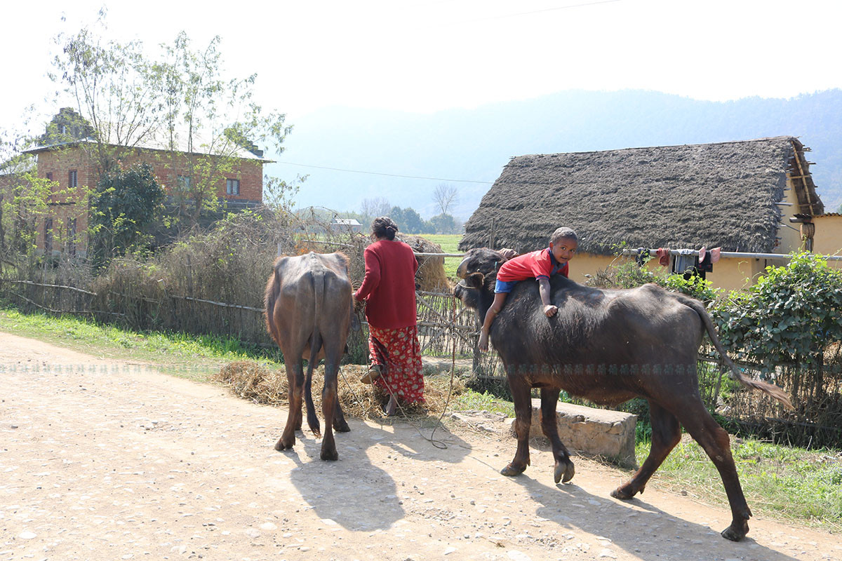 https://raracms.setopati.com/uploads/shares/2020/sujita/ghumphir anuvab dhunga/ghumphir anuvab (1).jpg